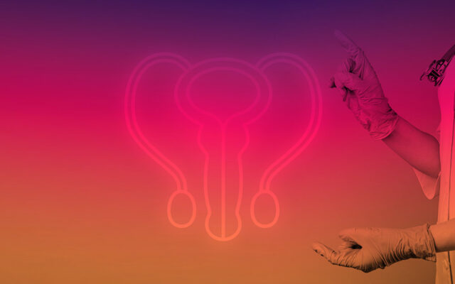 my blog Anatomie der Geschlechtsorgane