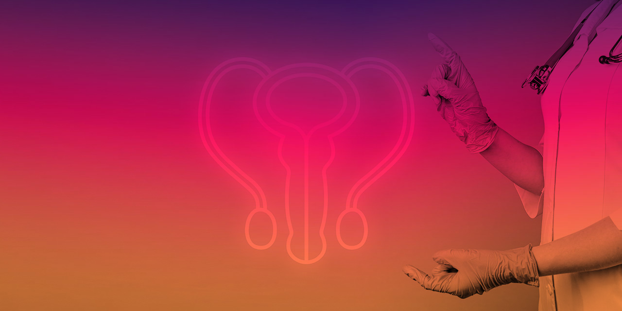 my blog Anatomie der Geschlechtsorgane