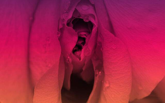 my blog Scheidentrockenheit